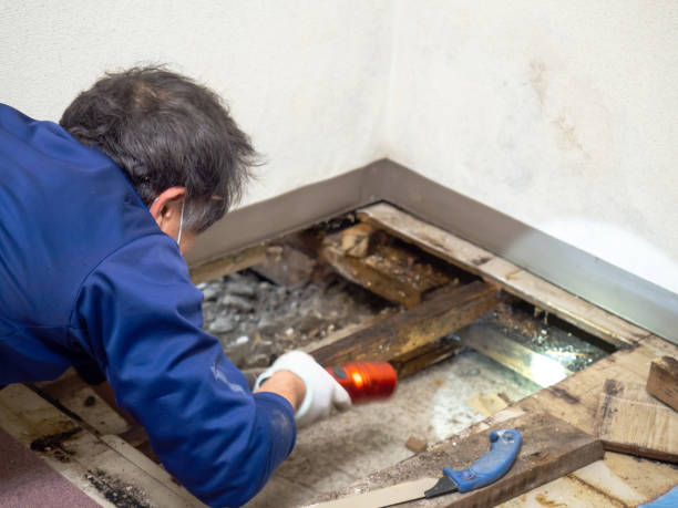 Best Mold Remediation Experts  in Kerman, CA