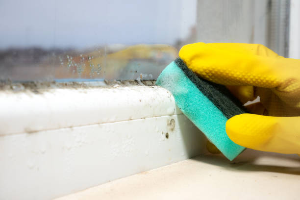 Best Mold Removal Company Near Me  in Kerman, CA