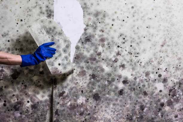 Best Mold Damage Repair  in Kerman, CA